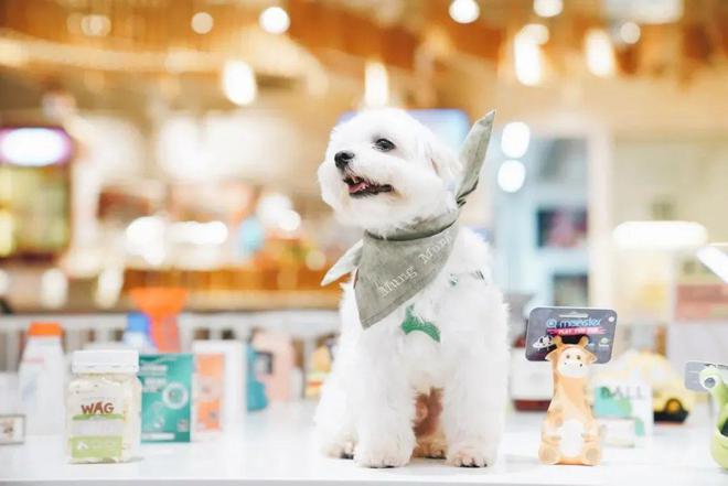 开云官网入口MAIA ACTIVE开首家瑜伽主题店、小红书跨界开咖啡店、宠物用品(图6)